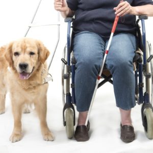 Guide dog isolated on white with wheelchair